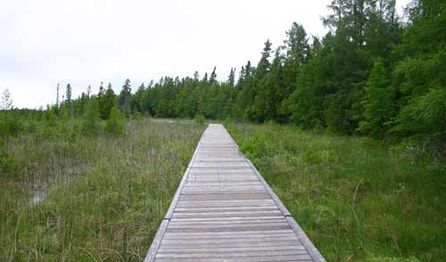 View down a wooden boardwalk flanked by wetland greenery and water, with trees growing further to the side.