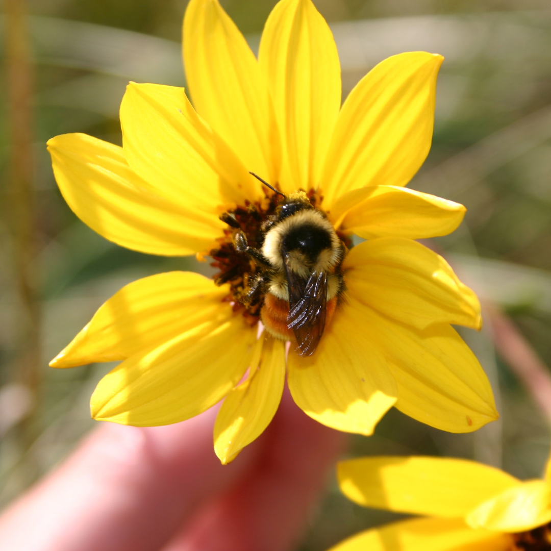 A bumblebee in the centre of a yellow sunflower.