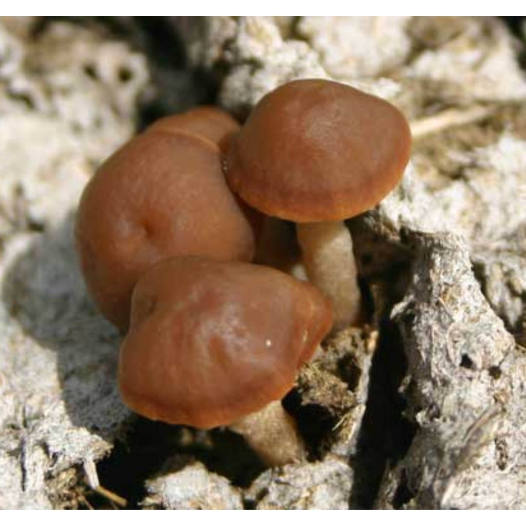 A cluster of smooth, brown capped mushrooms growing in a dry cow pie.