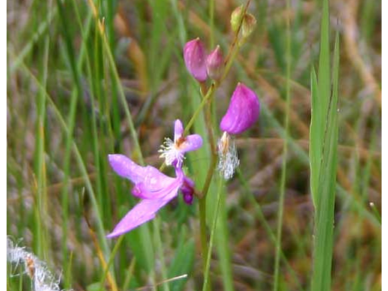 Close-up on Grass Pink orchid, a small pink-purple flower with triangular-shaped leaves.