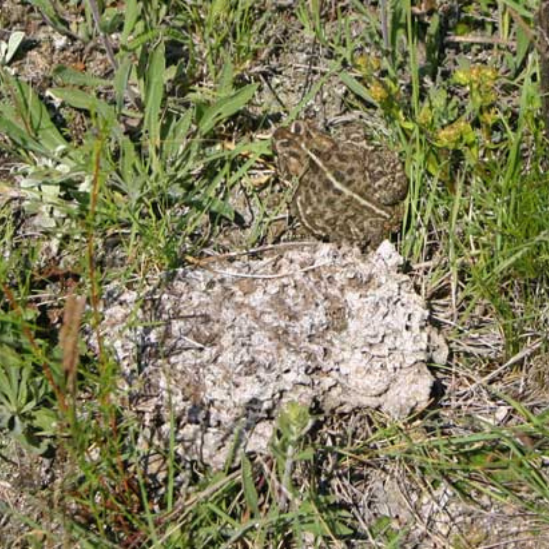 A dried cow pie on the ground with a toad blending in next to it.