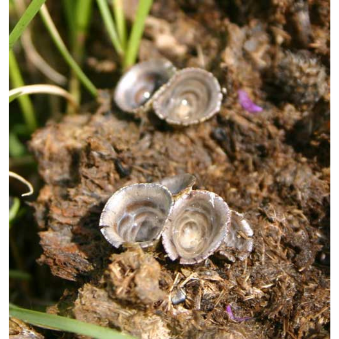 Small bird's nest or shell-shaped mushrooms growing on the top of a drying cow pie.