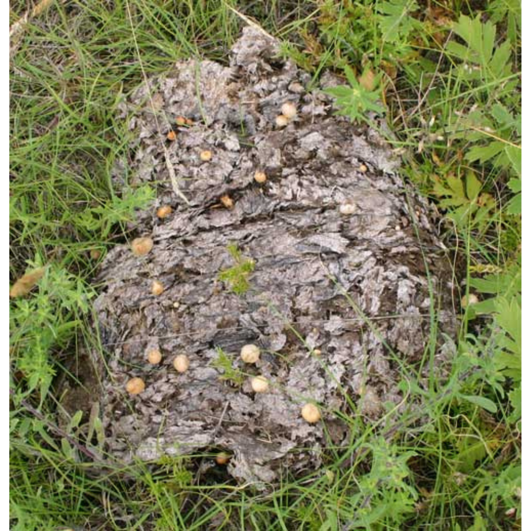 A drying cow pie with small, light brown mushrooms growing out of it.