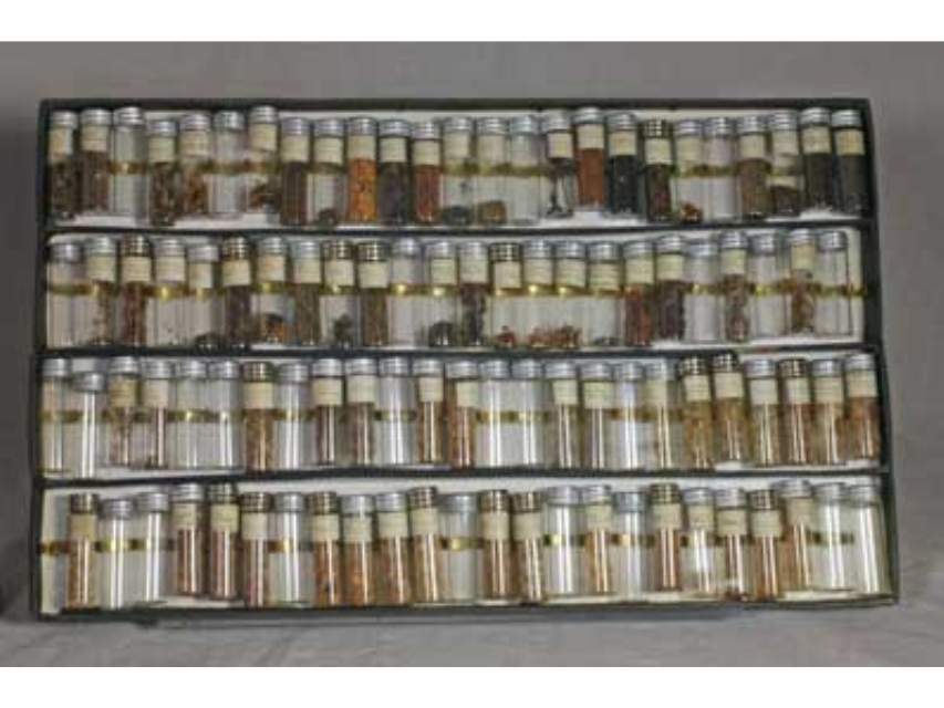 A shallow box filled with four rows of small vials of seeds, each carefully labelled.