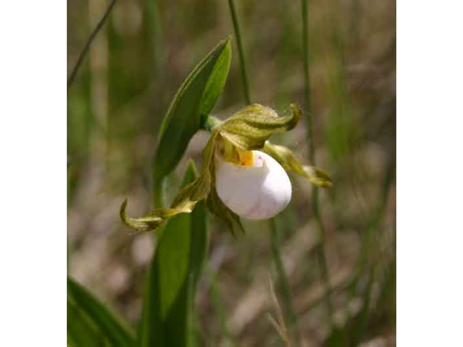 Close up on a plant with widely unfurling petals opening for a white ball-like centre mass.