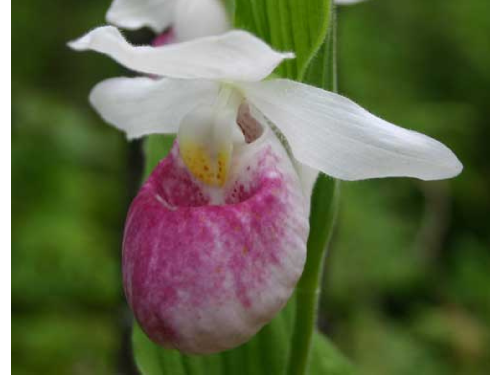 Close up on a Showy Lady's-slipper flower - a flower with three white upper petals and a larger, pinkish, cup-like lower petal.