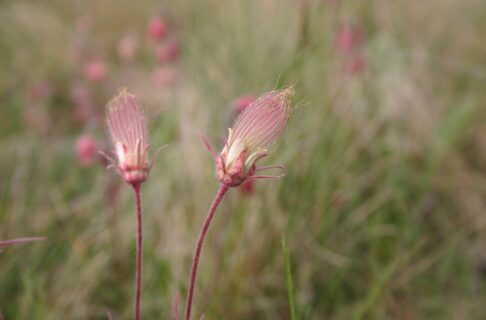 Two pinkish flowers, gone to seed, growing among tall grass.