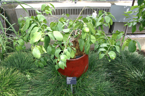 A plant growing in a red-orange pot. The plant's branches reach out in all directions with oblong green leaves growing from them.