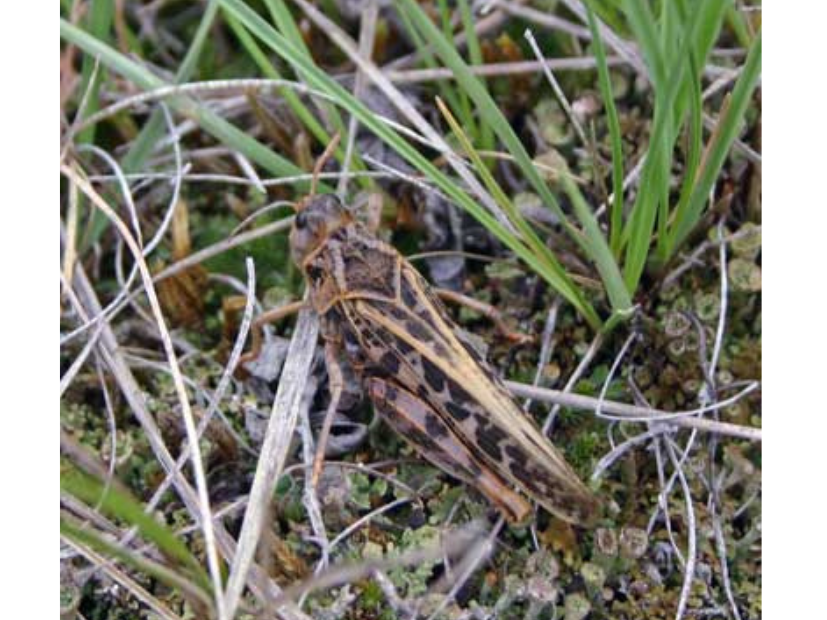 A brown grasshopper blending in with the dried grass on the ground.