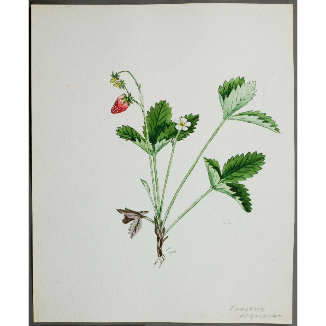 A watercolour painting of a wild strawberry plant, showing the various stages of the plant's growth from blossom to fruit.