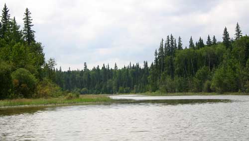 View out across a wetland from on the water. On the banks grow greenery and trees.