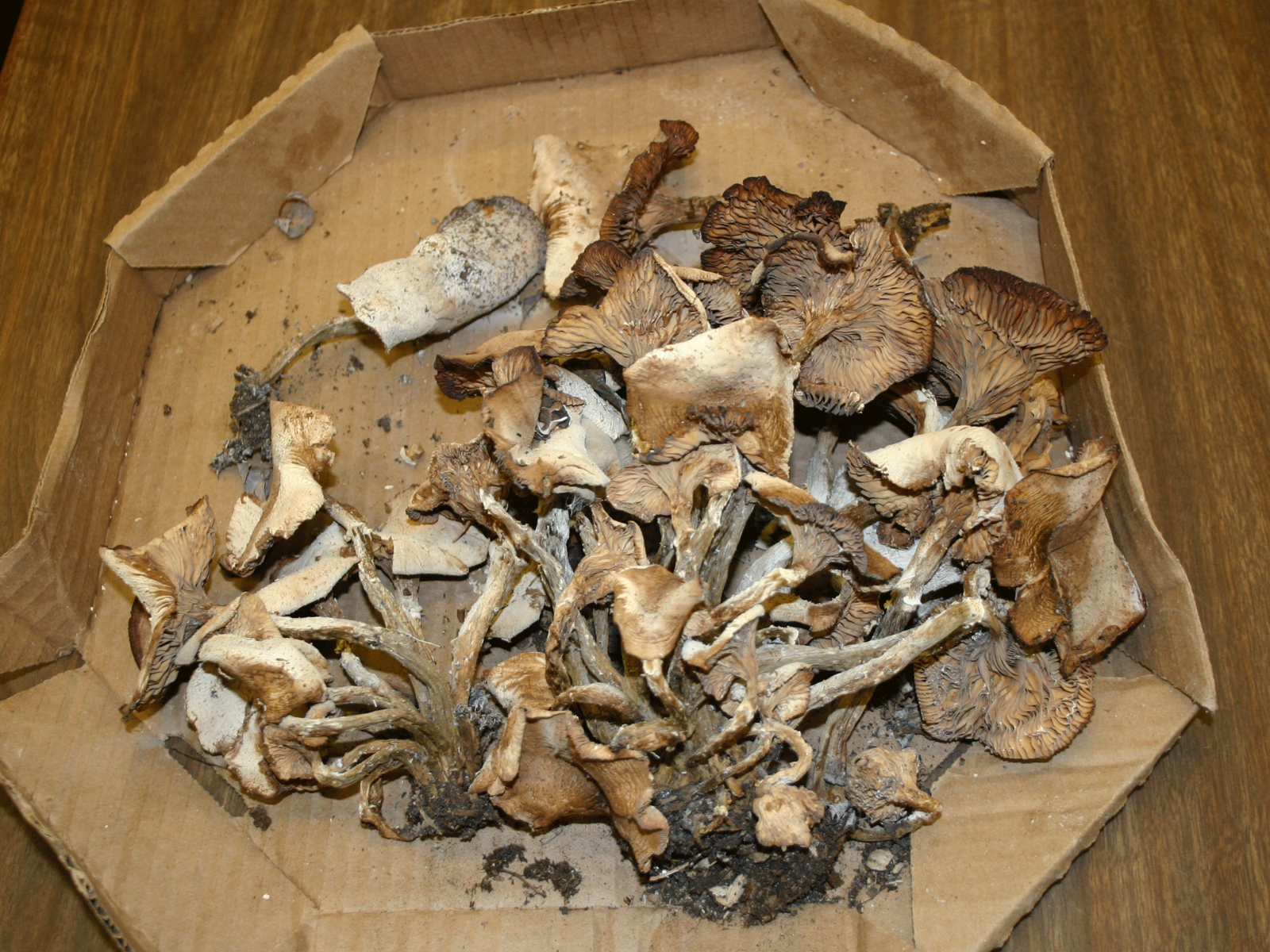 A cardboard tray full of picked Honey Mushrooms.