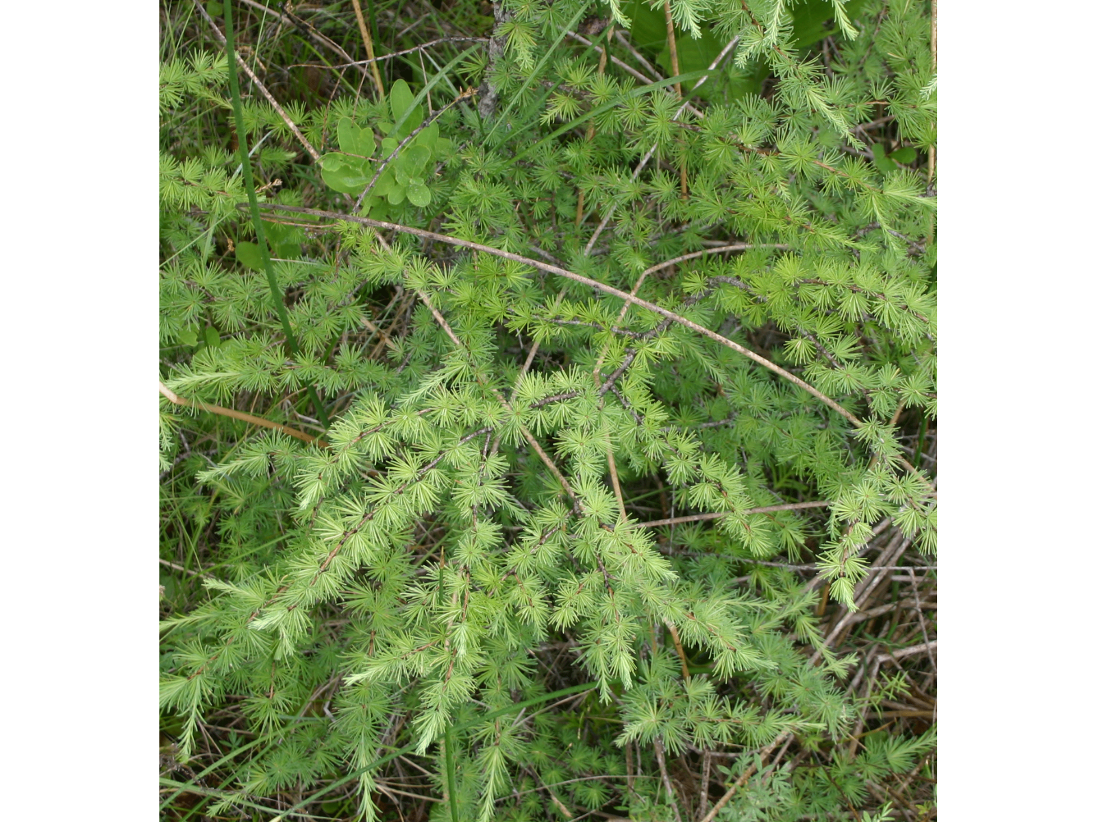 Close up on a green Tamarack branch.