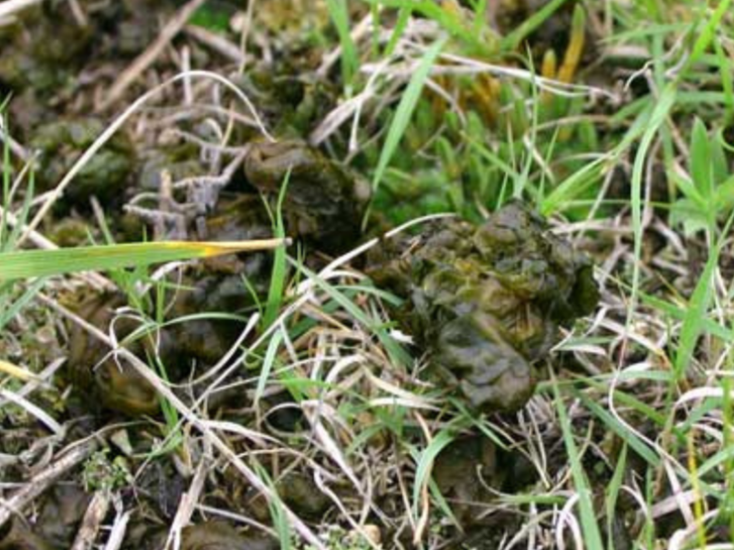 Star jellies, low to the grow in a field. Dark green, gelatinous blobs among the grass.