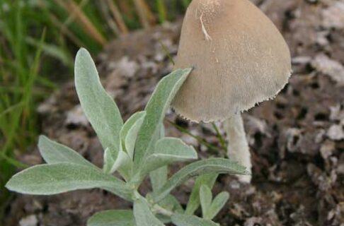 A light-coloured, smooth capped mushroom growing beside a green weed on a drying cow pie.