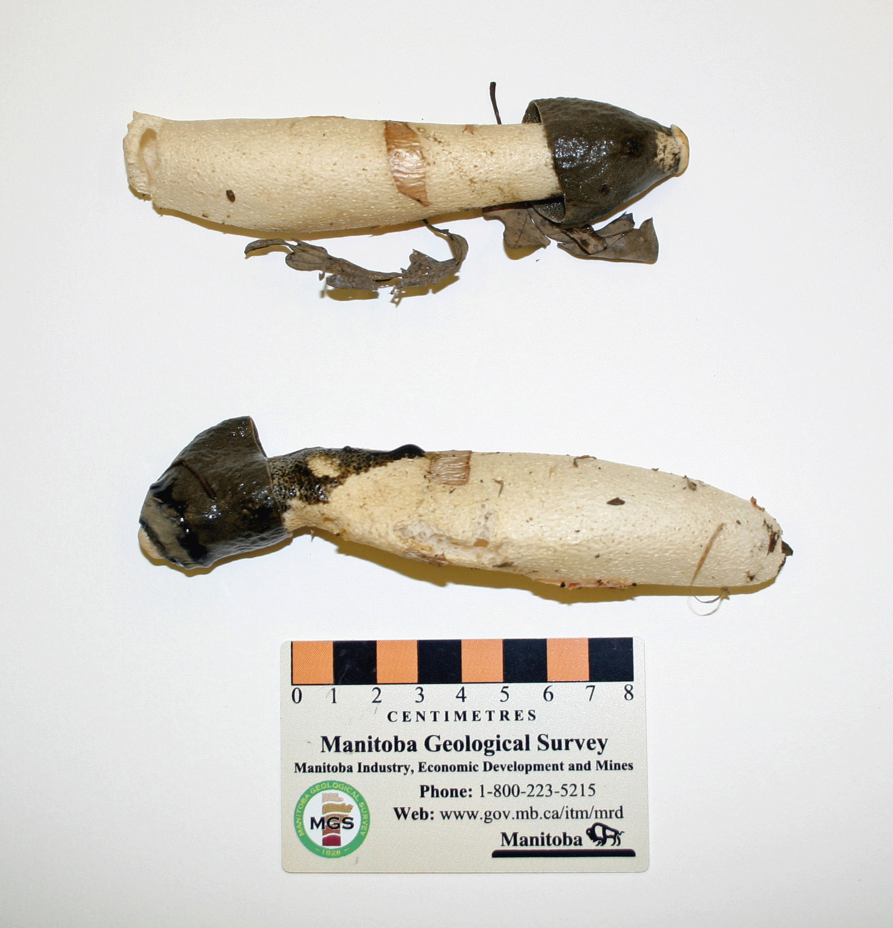 Two phallic shaped mushrooms with thick cream-coloured stems and dark hooded tips lying on a white surface.