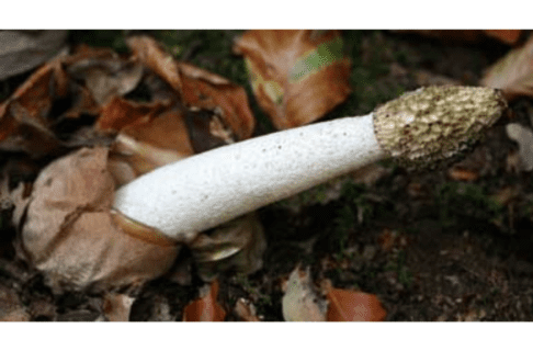 A phallic shaped mushroom with a thick cream-coloured stem and dark hooded tip growing from a bulbous brown base on a ground covered with dead leaves.