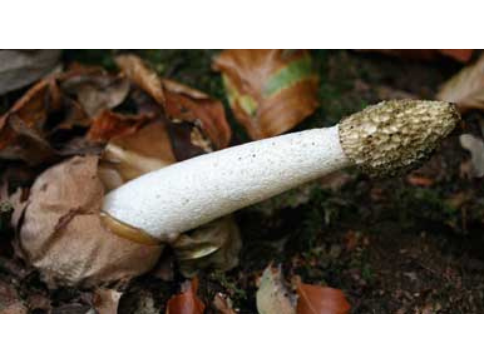 A phallic shaped mushroom with a thick cream-coloured stem and dark hooded tip growing from a bulbous brown base on a ground covered with dead leaves.