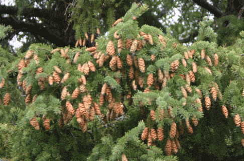 An evergreen branch laden with cones.