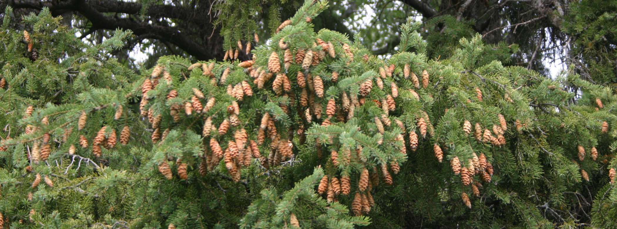 An evergreen branch laden with cones.