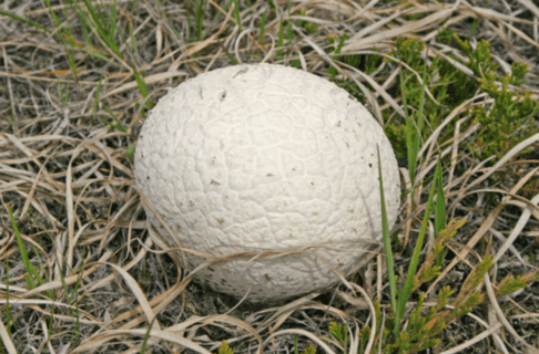 A round, white Puffball mushroom growing among mostly dry grass.