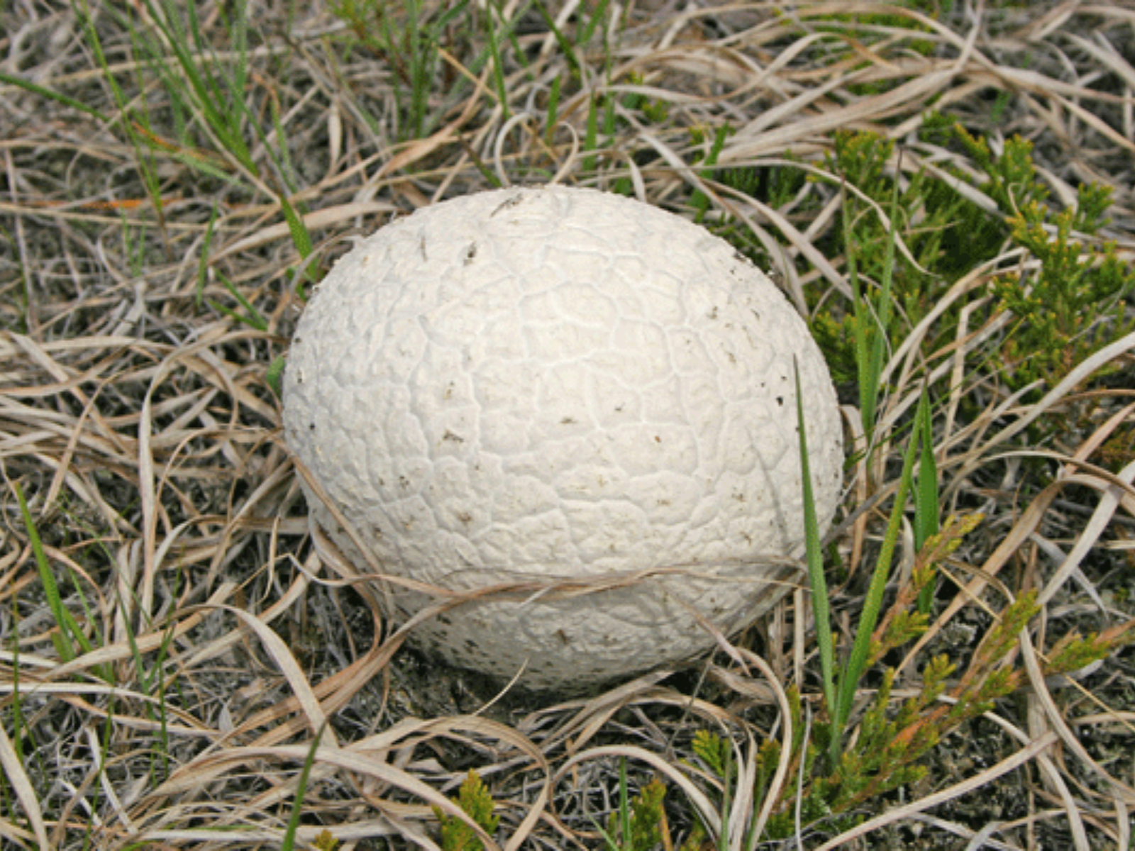 A round, white Puffball mushroom growing among mostly dry grass.