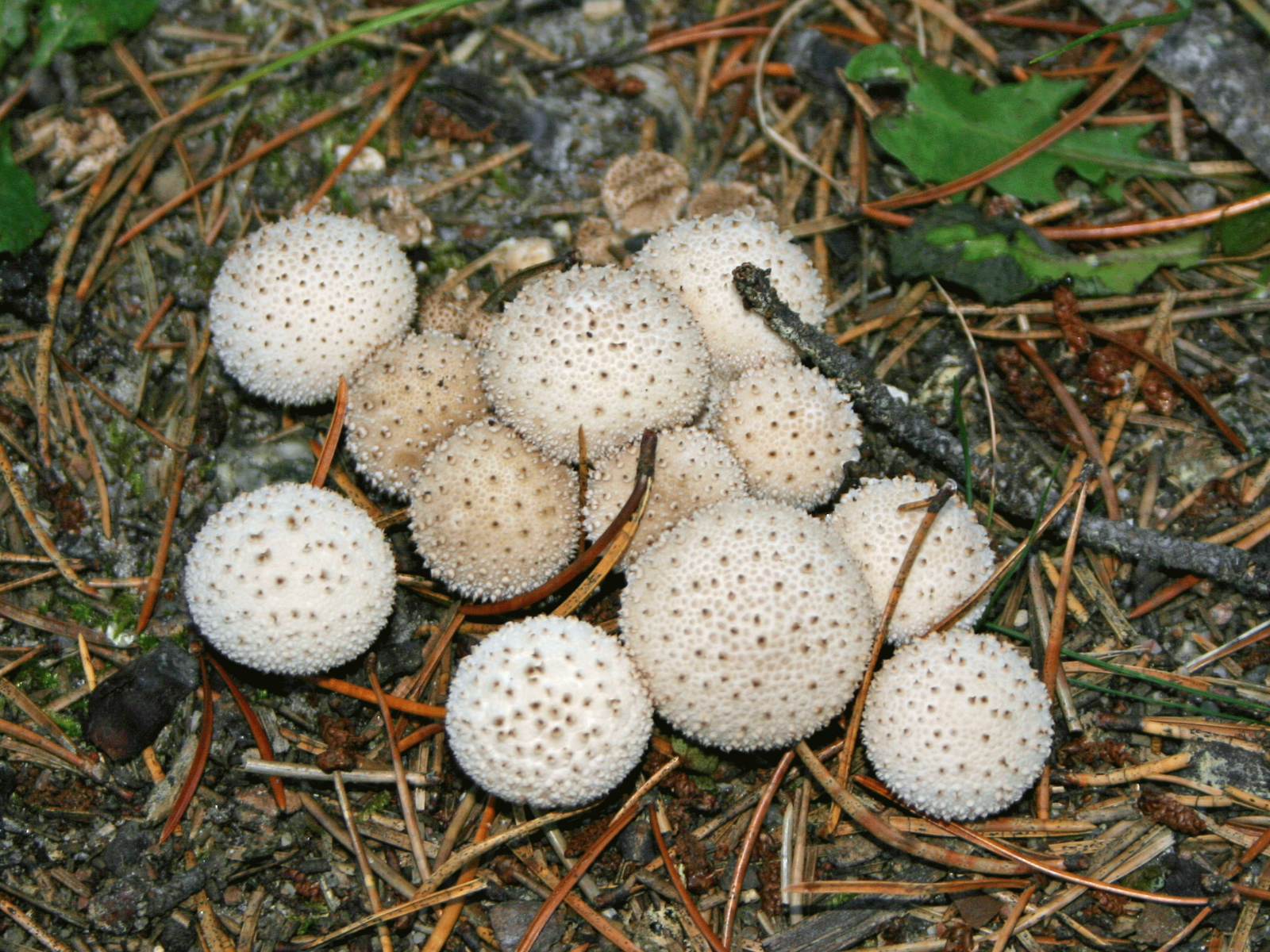 A cluster of white, bulbous mushrooms growing low to the ground.