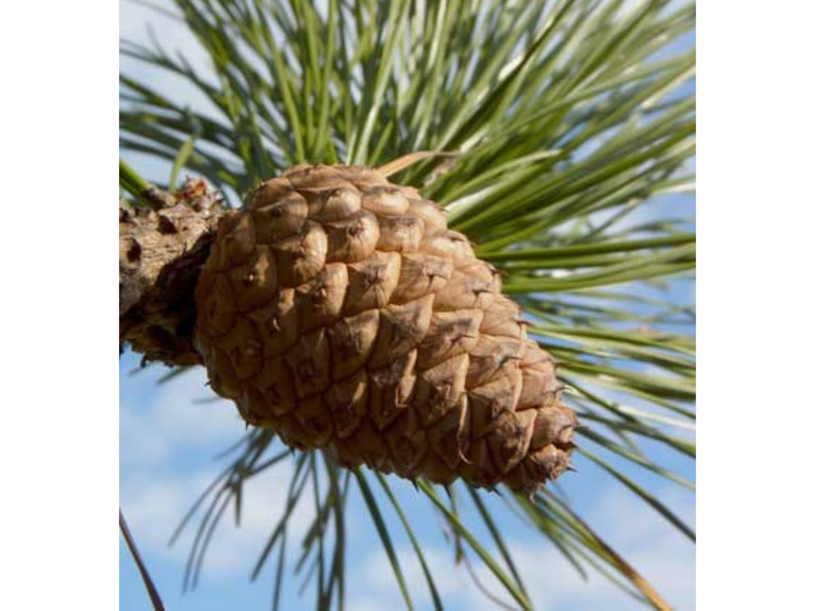 A pine cone on a tree branch with a blue sky in the background..