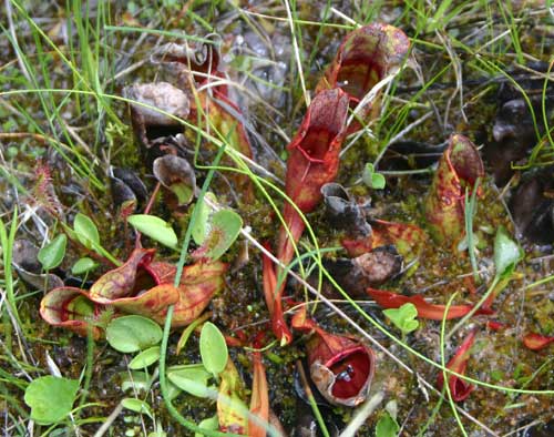 Close up on several low-growing pitcher plants, one of which is consuming a fly.