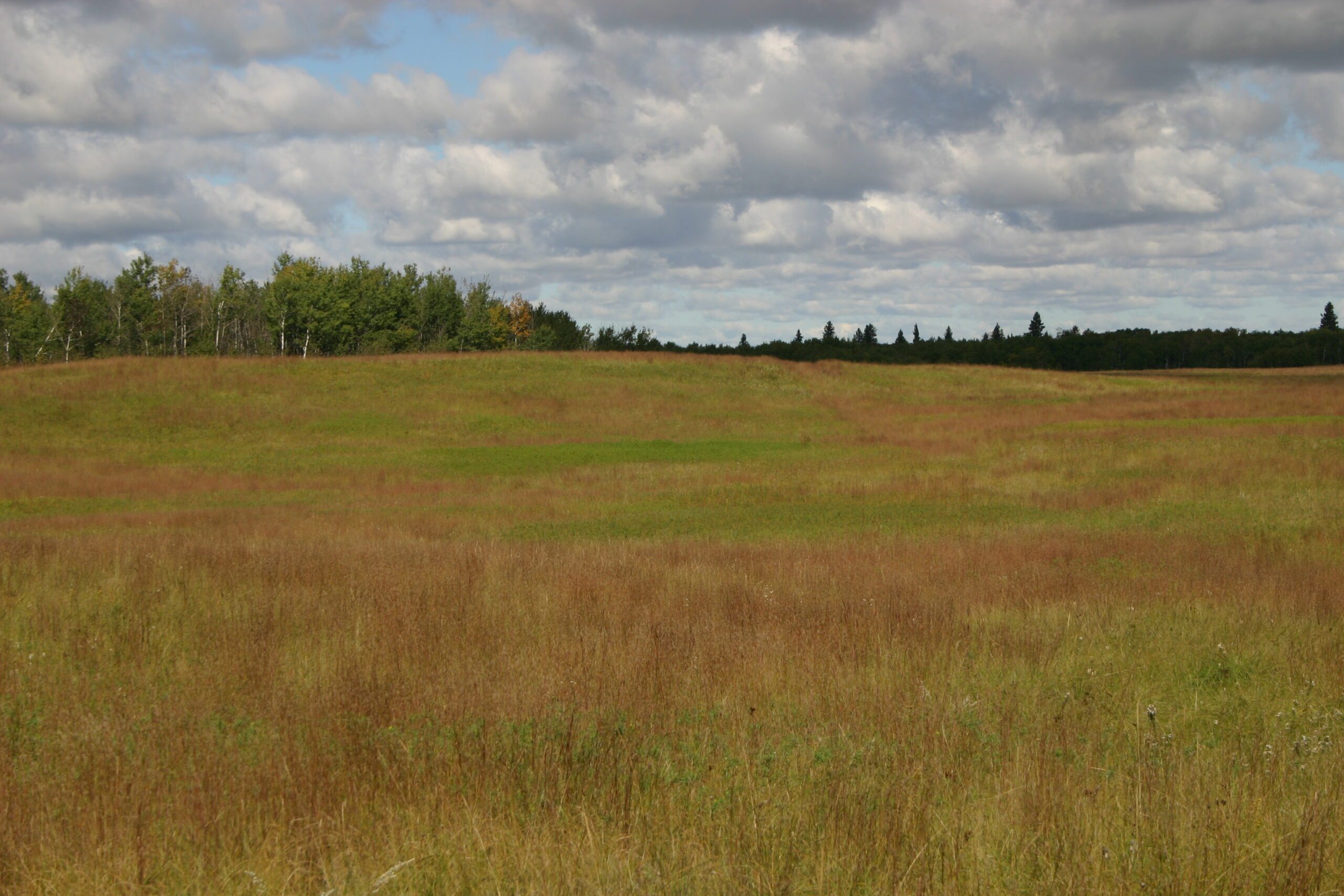 View over a prairie landscape, with a dark tree line in the distance.