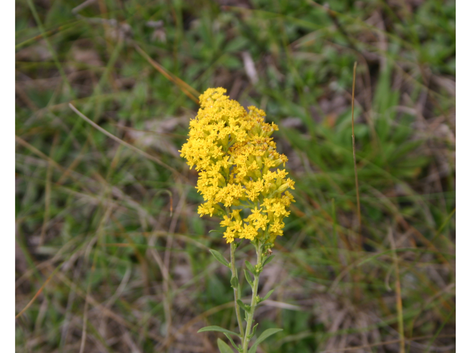 Cluster of yellow flowers at the top of a Showy goldenrod plant.