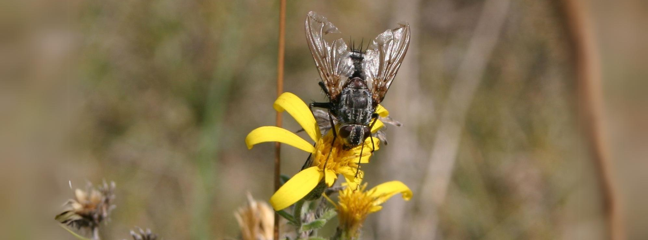 A winged insect on a small yellow flower.