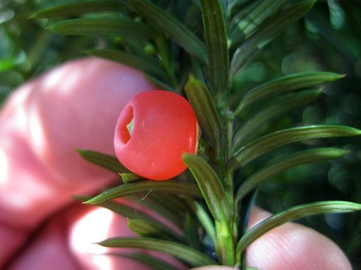 Close up on the red, fleshy cone of a yew tree.