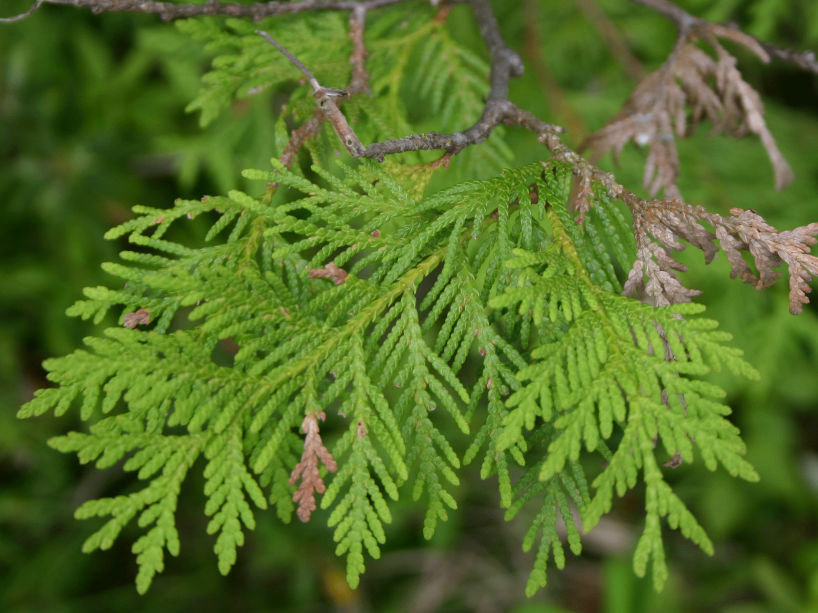 Close up on a cedar tree branch.