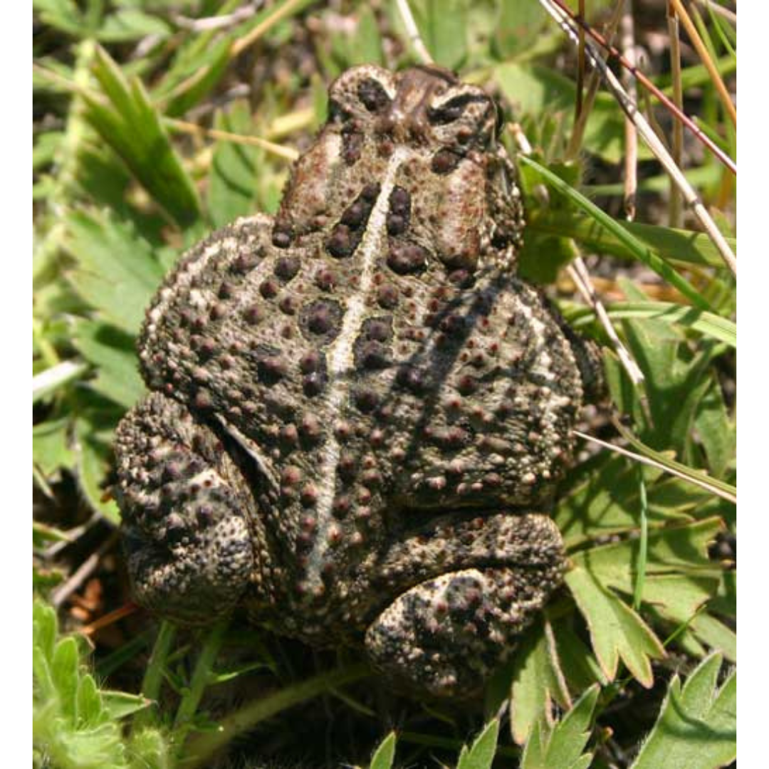 Close up on the back of a Canadian Toad.