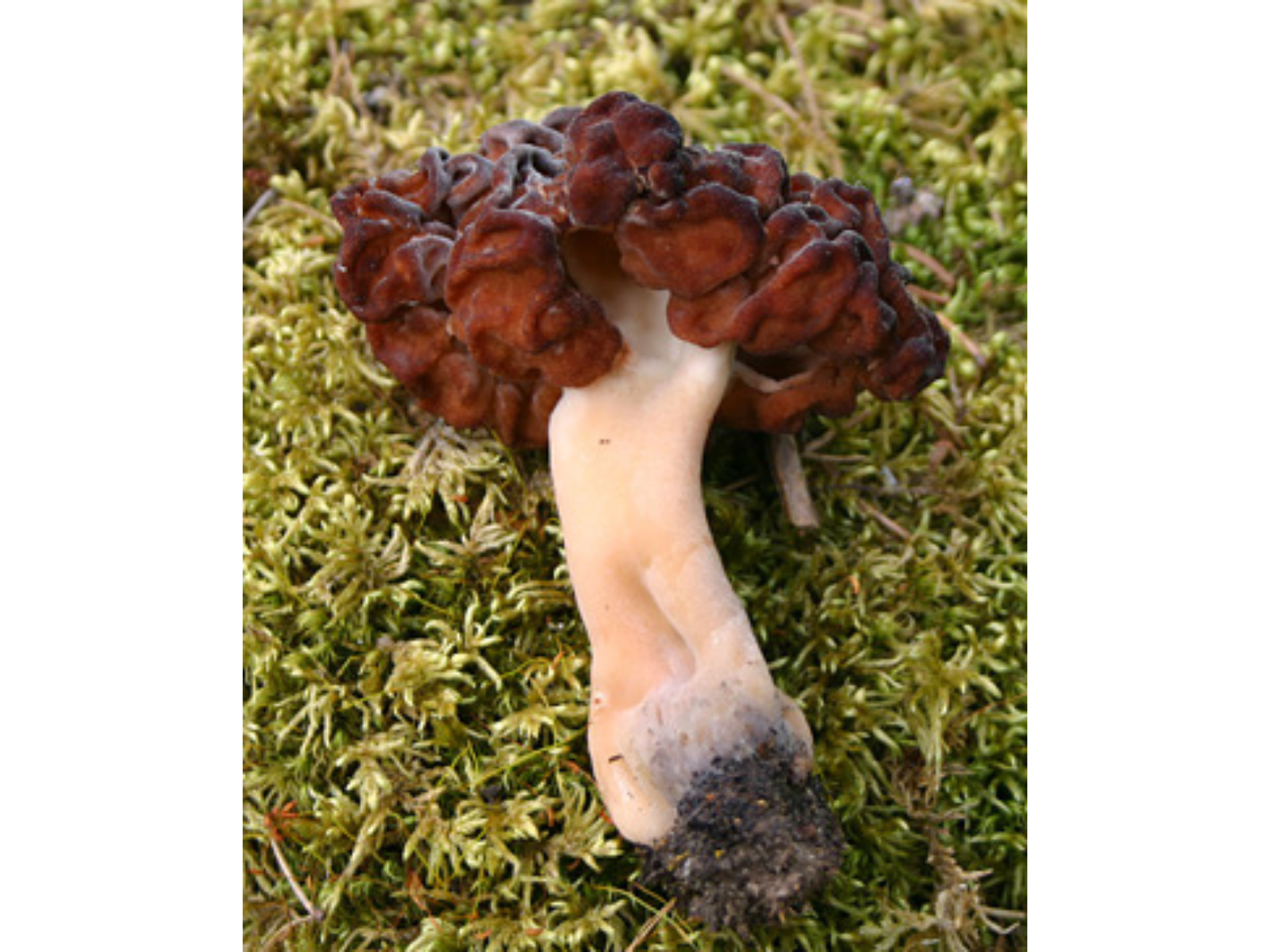 A mushroom with a ridged, brown cap and a light-coloured stem lying on green moss.