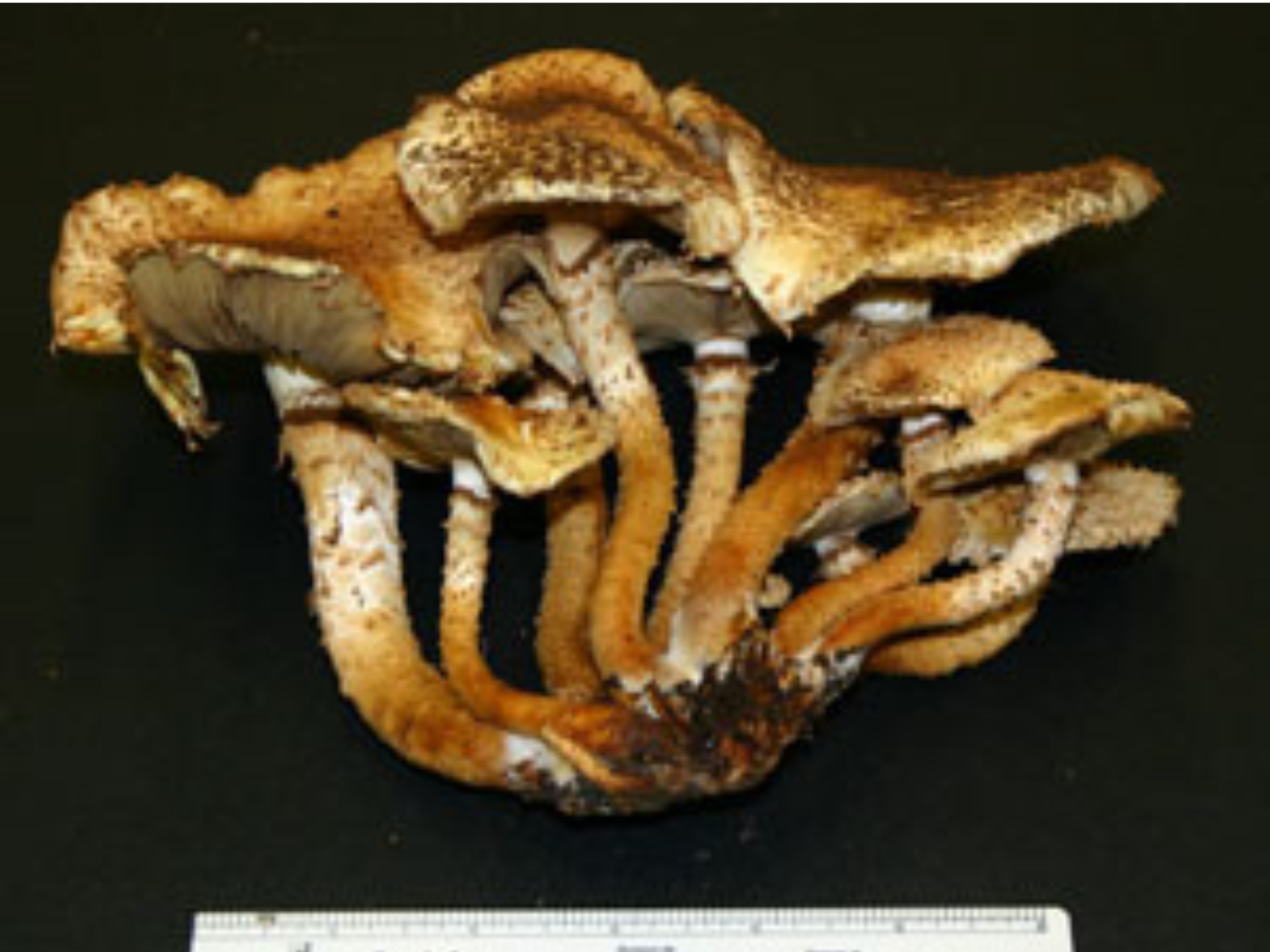 A Shaggy Scalycap mushroom, picked and against a black background.