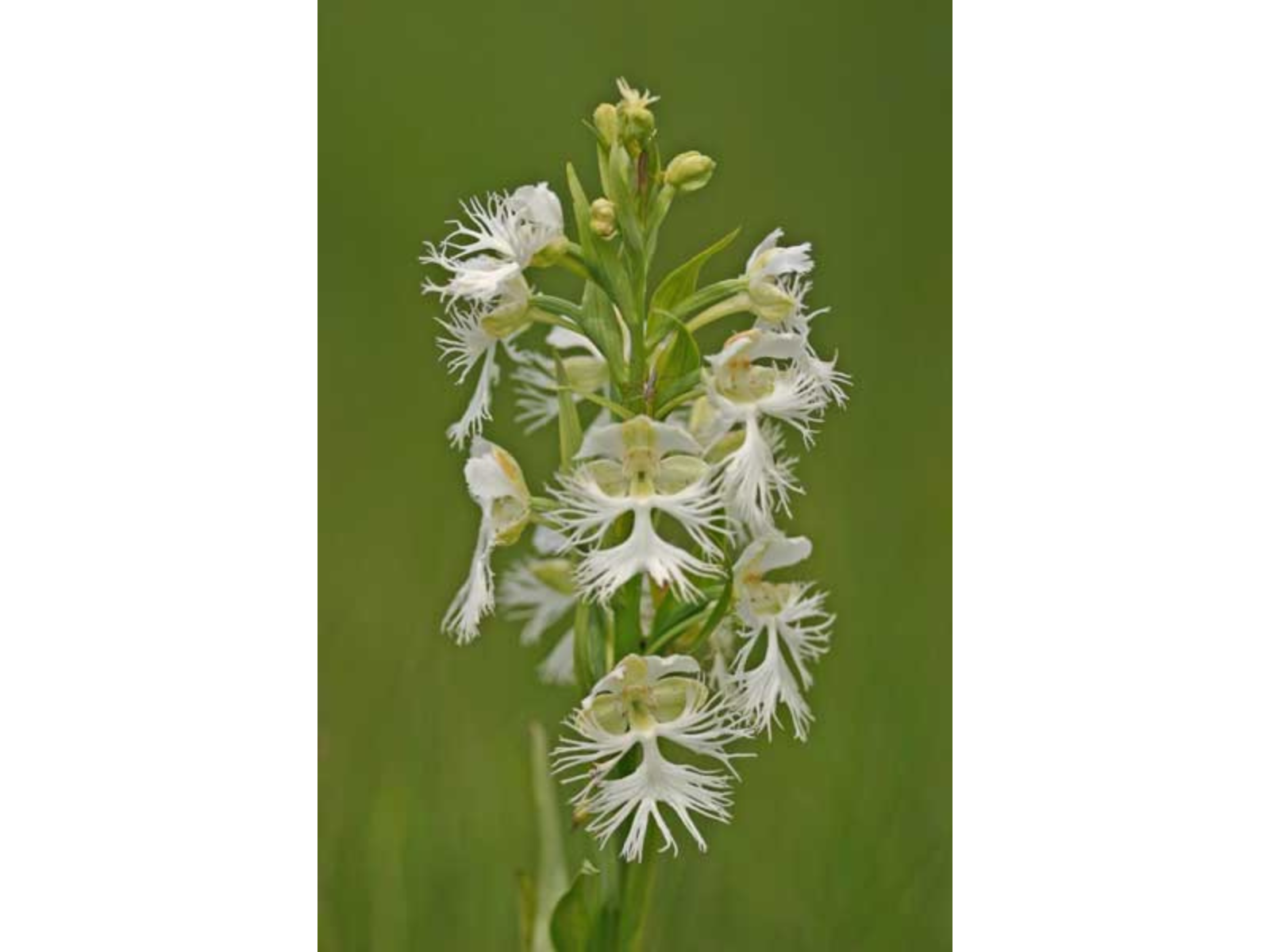 Close up on the top of a plant with fringed white flowers at the top of a tall stem.