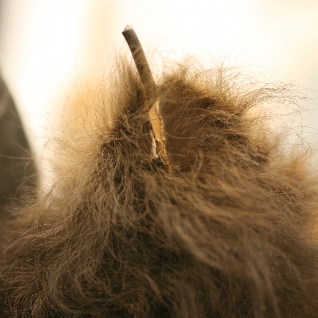 Close-up look at the bison specimen's ear before treatment, showing a tear and piece of wire sticking out.