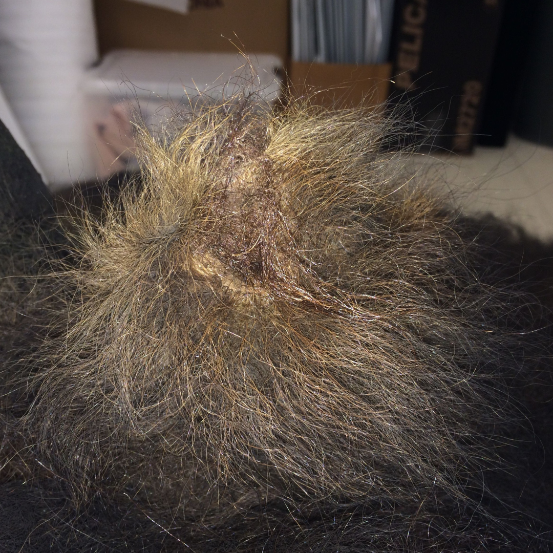 Close-up look at the bison specimen's ear after treatment, showing the tear repaired and wire no longer visible.