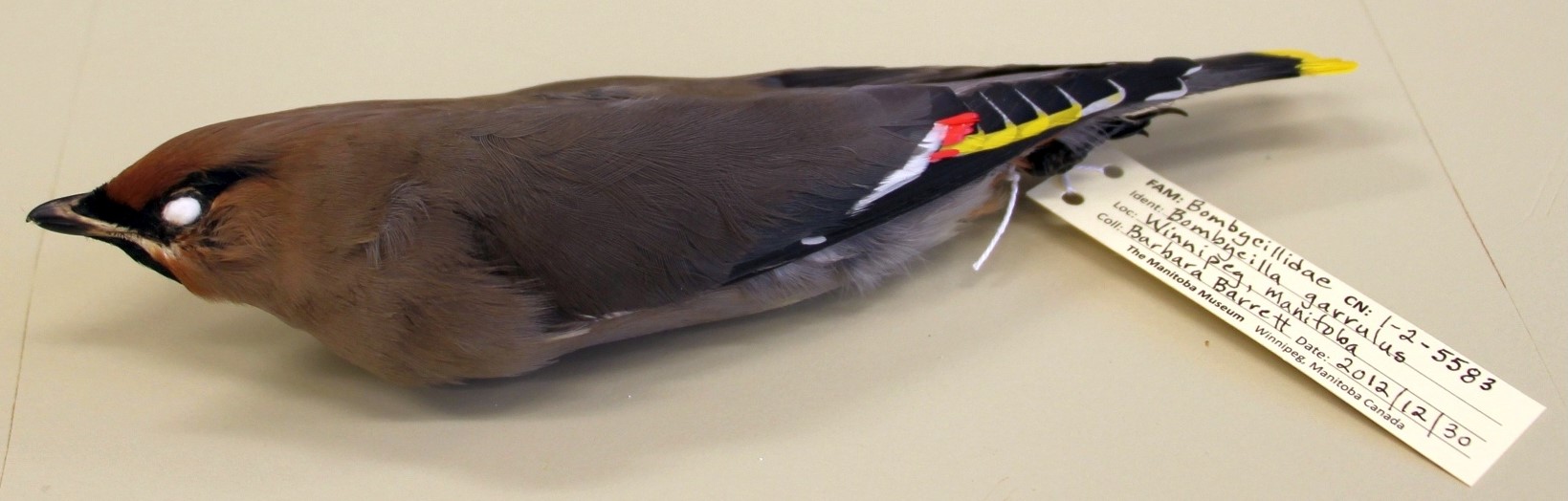 Prepared bird specimen with cotton batting in eye sockets and specimen label tied to its foot.