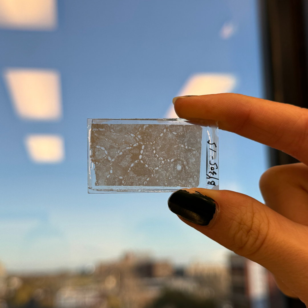 Microscope slide being held up in front of a window.