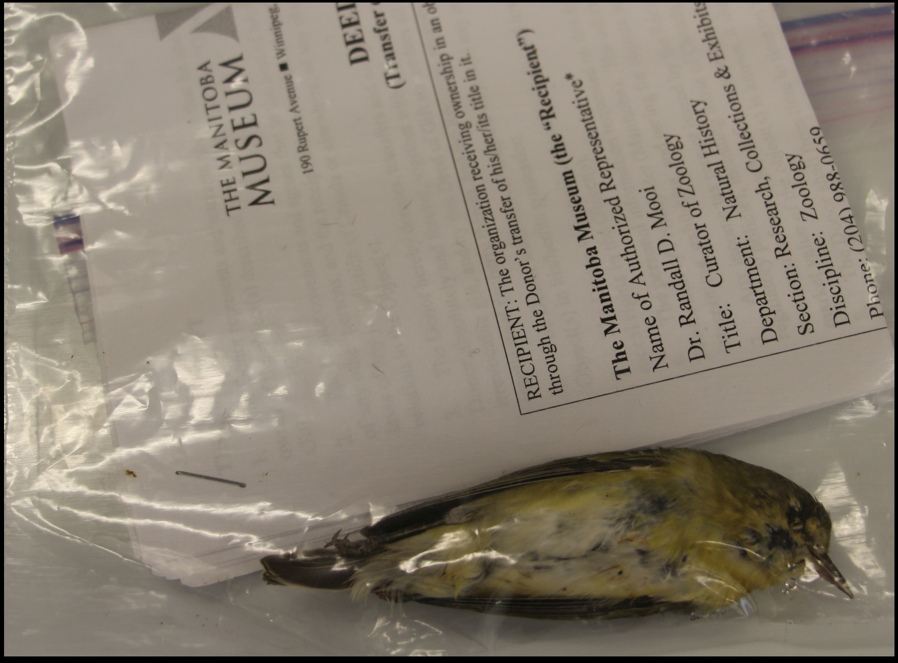 A small, dead bird with a white speckled breast with yellow in a plastic bag with donor form paperwork.