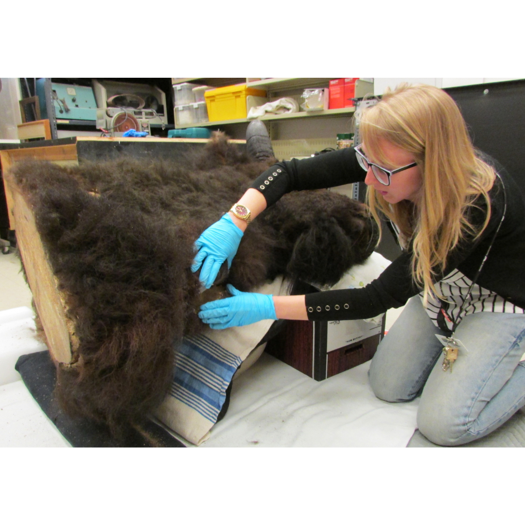 An individual with long blonde hair and glasses wearing blue gloves, kneels on the ground to inspect the neck of a taxidermized bison head.