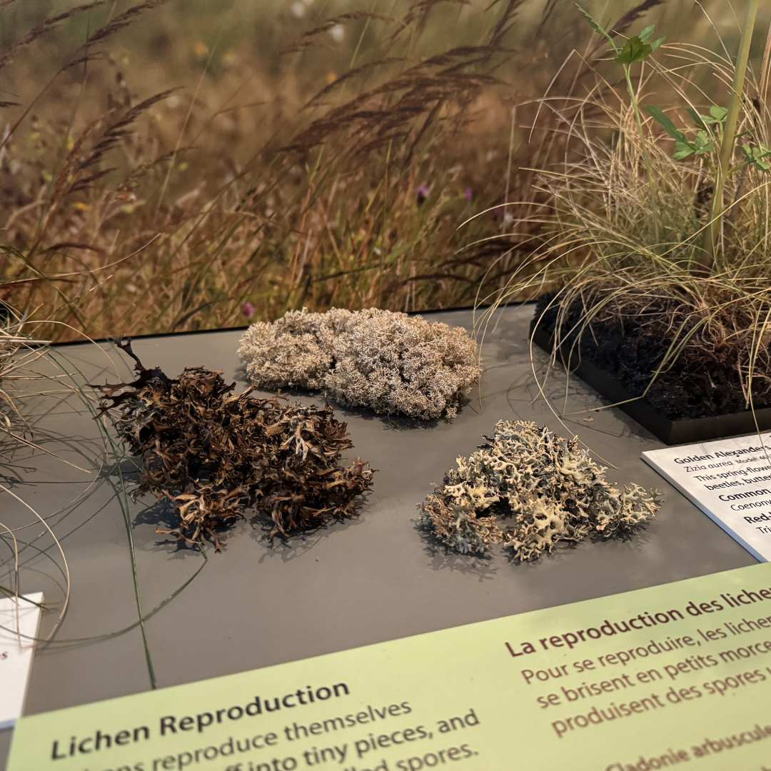 Three lichen specimens on display in the Prairies Gallery.