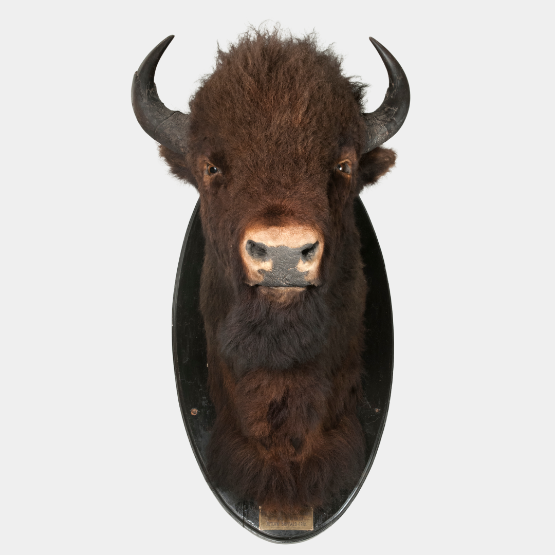 Close-up of a mounted bison head.