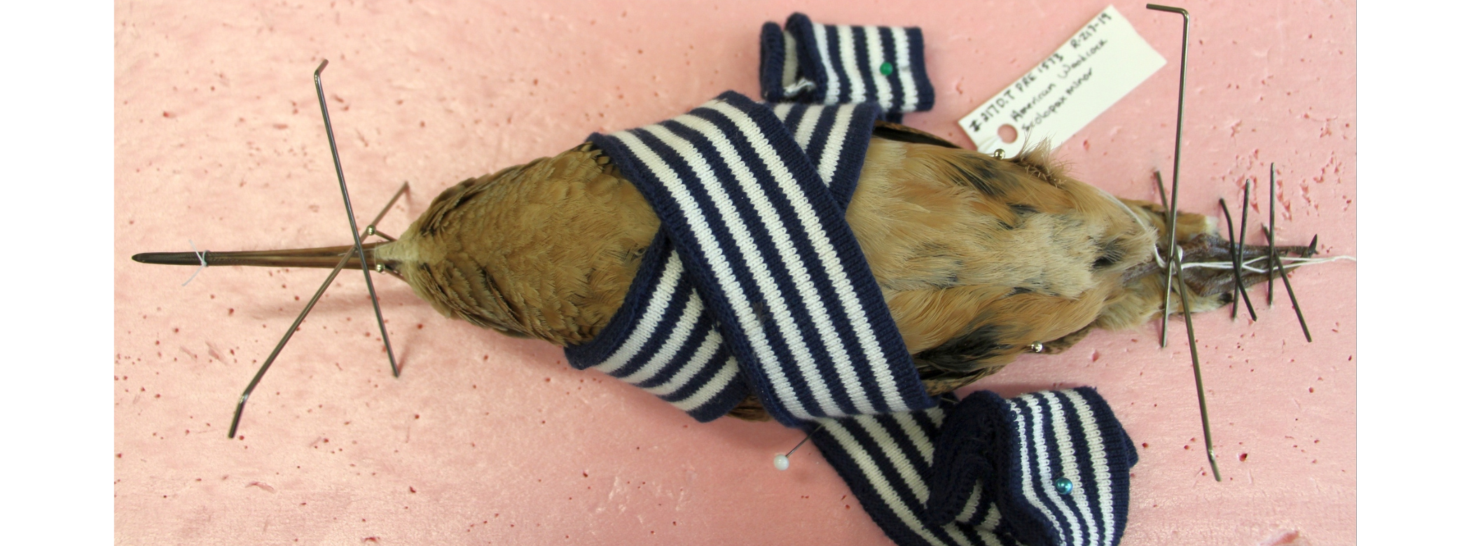 A bird specimen skin during the preparation process, pinned straight in position.