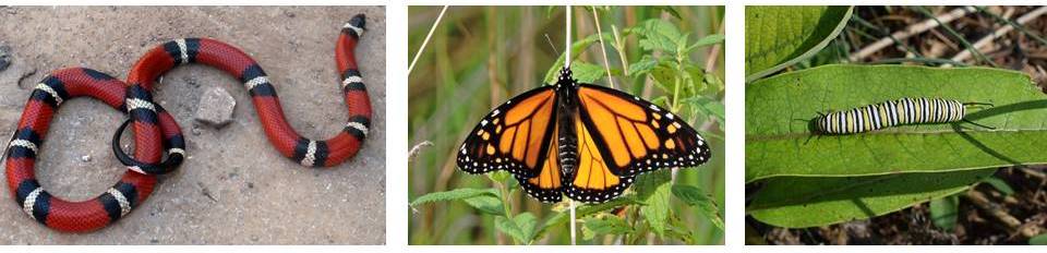 A collage of three photographs showing a coral snake, a monarch butterfly, and a monarch larva.