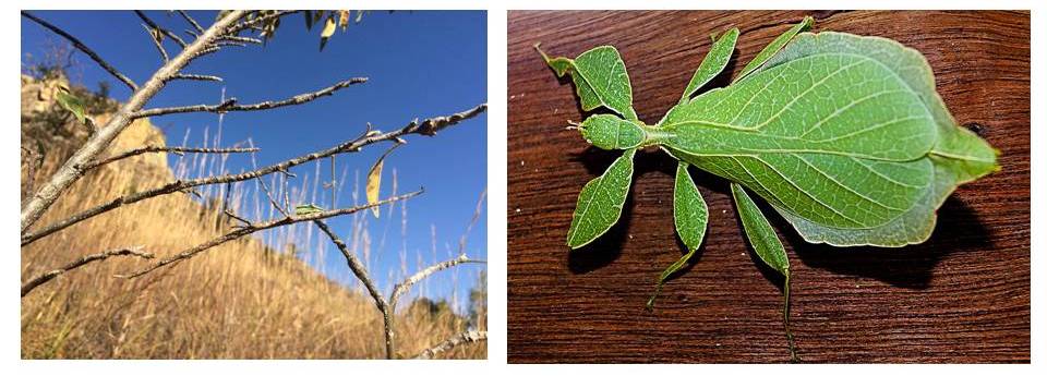 Two images: left, a photo of a branch with twigs in a dry grass field, with a stick insect on one of the branches. On the right, is a Green cockroach, an insect that looks like green leaves.