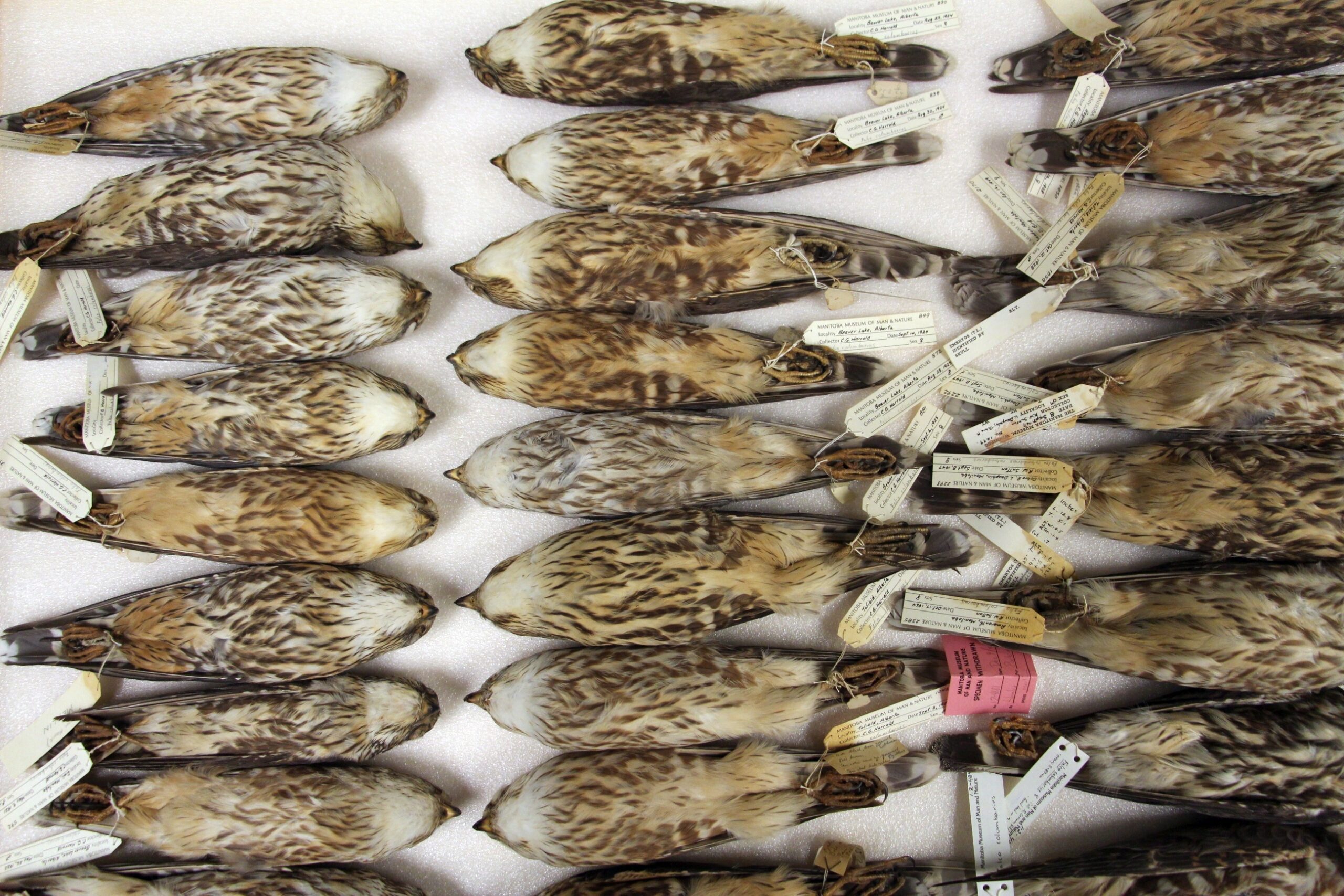 A specimen drawer containing about two dozen bird specimens of the same species.